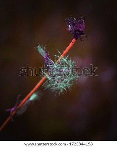 Similar – Runder Lauch ( Allium rotundum)