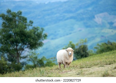 Lonely white sheep is standing on  a hill with mountains and tree background. A single sheep standing on a luscious green hill and mountains background and a scenic setting.Nature view. - Shutterstock ID 2220827729