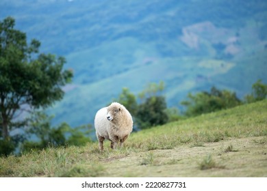 Lonely white sheep is standing on  a hill with mountains and tree background. A single sheep standing on a luscious green hill and mountains background and a scenic setting.Nature view. - Shutterstock ID 2220827731