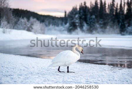 A lonely white swan by a winter river