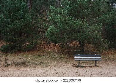 Lonely White Wooden Bench In The Beach Sand Next To A Green Pine Forest.