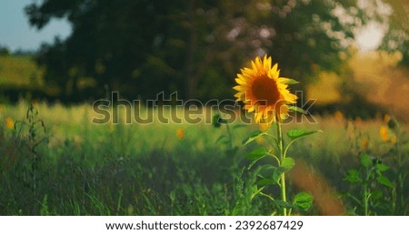 Lonely wild sunflower grows in green field. One flower close-up in nature landscape. Bokeh, blurred environment background. Mesmerizing lawn, bright juicy colors. Nobody.
