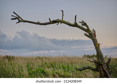 Lonely windswept tree in long grass. Art nature.
