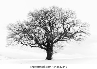 Einsamer Winterbaum. Süße Einsamkeit. Kalter und bewölkter Tag mit viel Schnee in der schwarzen Waldregion Deutschlands