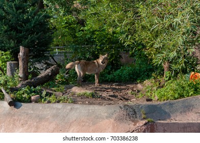 Lonely wolf in a forest