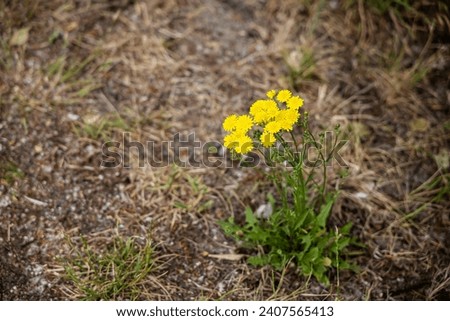 A lonely yellow flower against a background og dry grass.