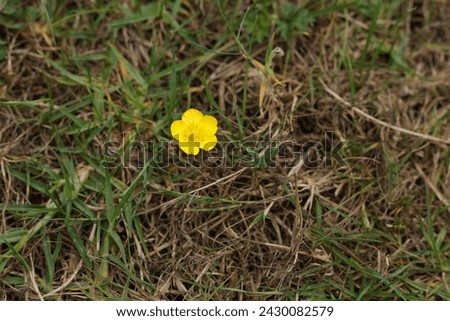 a lonely yellow flower in a feild