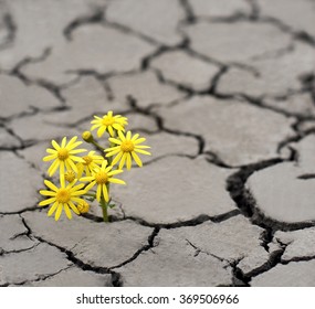 Lonely yellow flower growing on dried cracked soil