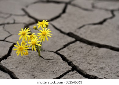 Lonely yellow flower growing on dried cracked soil