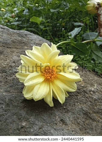lonely yellow flower on a rock
