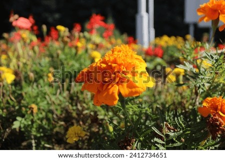 A lonely yellow marigold flower on a flower bed against a background of greenery. Summer flowers in the city. Landscaping and beautifying cities.