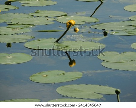 Lonely Yellow water lily in a pond surrounded by leaves. The Dnieper River in Ukraine. River flora and fauna.