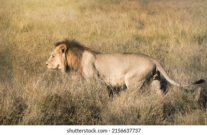 lonely young male lion at walking at sunset in the plains of the savannah