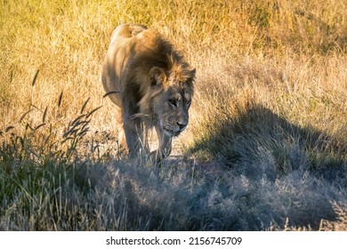 lonely young male lion at walking at sunset in the plains of the savannah