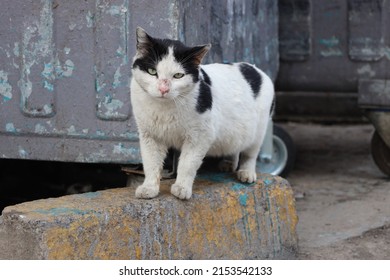 Lonely,homeless and beautiful stray cat, poor tabby cat 