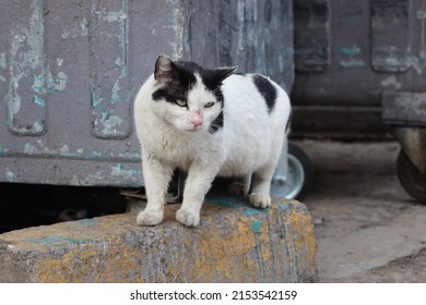 Lonely,homeless and beautiful stray cat, poor tabby cat 