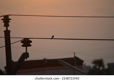 Loner Bird Is Enjoying Its Sunset