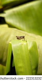 
Loner In The Green Leaves