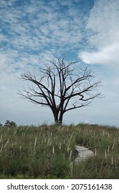 The Loner Tree At Jurong Lake Garden