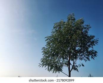 A Loner Tree Under The Sun.