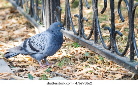 Lonesome Dove In The Alley