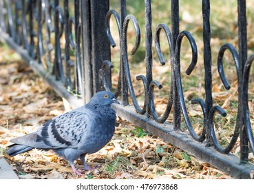 Lonesome Dove In The Alley