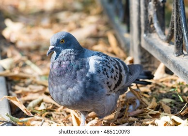 Lonesome Dove In The Alley