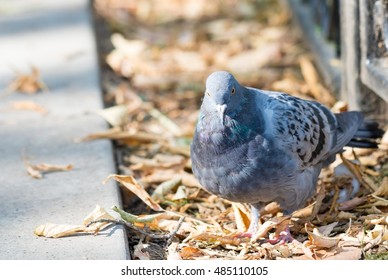 Lonesome Dove In The Alley