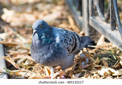 Lonesome Dove In The Alley