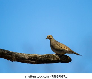 A Lonesome Dove On A Branch