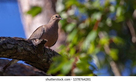 Lonesome Dove In A Pine Tree