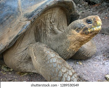 Lonesome George Was A Male Pinta Island Tortoise And The Last Known Individual Of The Species On The Galapagos Islands, Ecuador