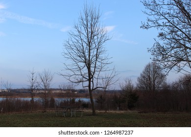 A lonesome tree