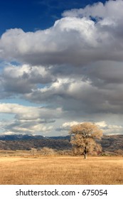 lonesome tree under dramatic sky