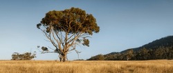 Lone-Standing Eucalyptus Tree In Tasmania, Australia