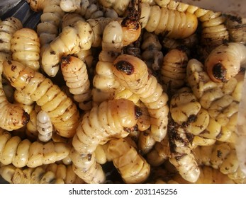Long antennae beetle larvae Worm larvae herbivorous beetle larvae