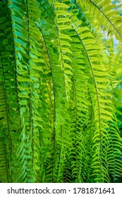 Long, Arching Fern Fronds Cascading From A Hanging Basket, In An Outdoor Garden In The Philippines.