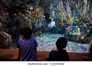 Long Beach, California, USA - June 10, 2018: Kids Watching The Aquarium Full Of Sea Creatures At The The Aquarium Of The Pacific In Long Beach, CA