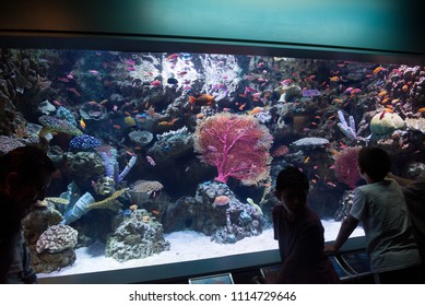 Long Beach, California, USA - June 10, 2018: Kids Watching The Aquarium Full Of Sea Creatures At The The Aquarium Of The Pacific In Long Beach, CA