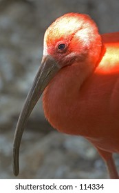 Long Beak