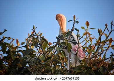 With Its Long Beak, White-barred Wings And Namesake Tail, The Black-Tailed Godwit Is A Distinctive And Elegant Bird,sticky Wood With Shallow Blurry Background One Of Them Spread The Wings 