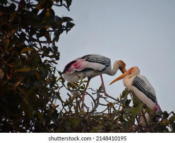 With Its Long Beak, White-barred Wings And Namesake Tail, The Black-Tailed Godwit Is A Distinctive And Elegant Bird,sticky Wood With Shallow Blurry Background One Of Them Spread The Wings