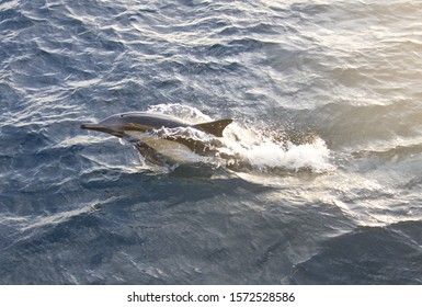 Long Beaked Common Dolphin, Bahia Magdalena, Baja California Sur, Mexico 库存照片