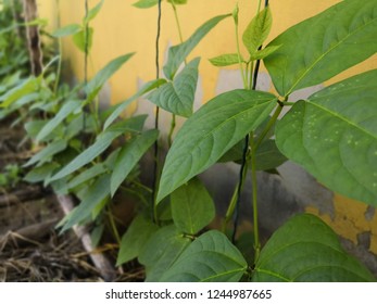 Long bean growing - Shutterstock ID 1244987665