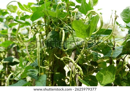 Long beans planted in the plot.