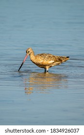 Long Billed Curlew At Border Field State Park