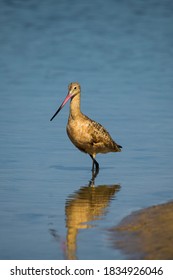 Long Billed Curlew At Border Field State Park