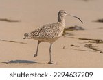 Long Billed Curlew on the Run in Point Reyes National Seashore in California