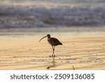 Long Billed Curlew Shorebird Eating Searching Digging for Sand Crabs to Eat on Coastal Shoreline at Beach at Sunset 