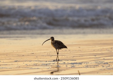 Long Billed Curlew Shorebird Eating Searching Digging for Sand Crabs to Eat on Coastal Shoreline at Beach at Sunset  - Powered by Shutterstock